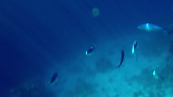 Banc de poissons argentés nageant sous l'eau — Video