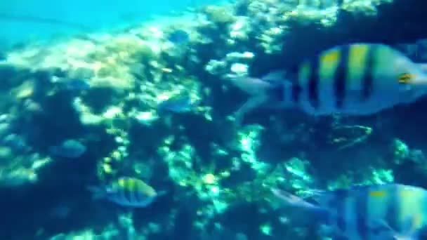 Ikan tropis bergaris kuning berwarna di terumbu karang — Stok Video