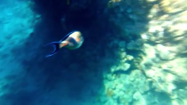Suyun altında yüzen renkli çizgili tropikal balıklar — Stok video
