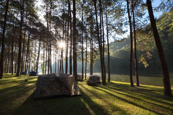 松林の下でキャンプやテント — ストック写真