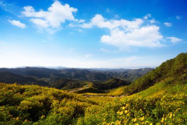 Sarı Meksika ayçiçeği alan