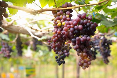 sonbaharda hasat günbatımında üzüm bağları