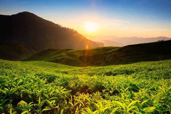 Plantação de chá em Cameron Highlands — Fotografia de Stock