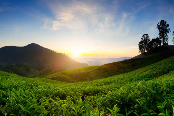 Plantación de té por la mañana — Foto de Stock