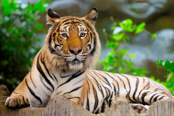 Bengal tiger w lesie — Zdjęcie stockowe
