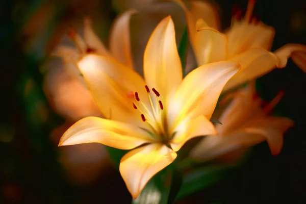 Closeup natuur oranje lilly — Stockfoto