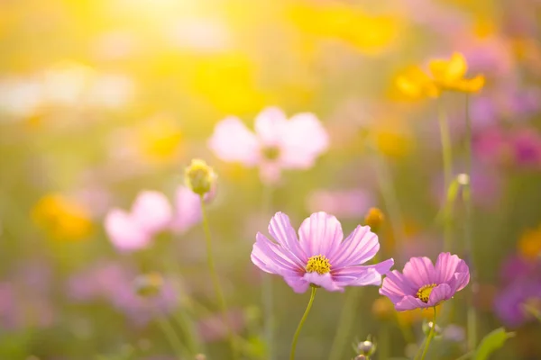 ピンクのコスモスの花 — ストック写真