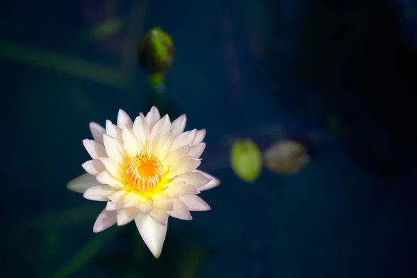 Lotusblomma i damm — Stockfoto