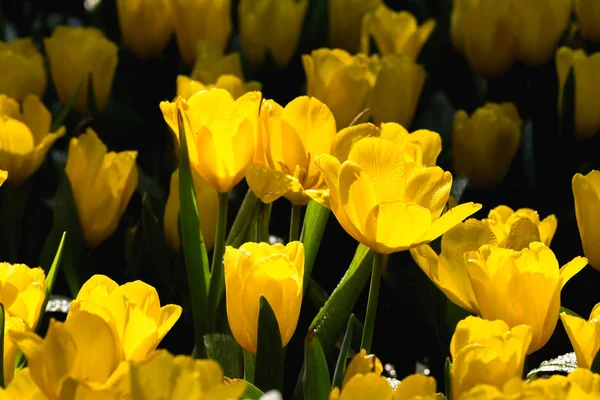 Yellow tulips closeup — Stock Photo, Image