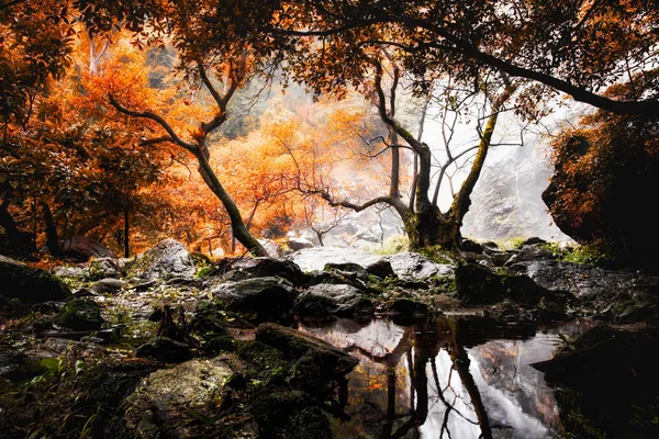 깊은 숲 폭포 — 스톡 사진