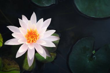 çiçek lotus çiçeği