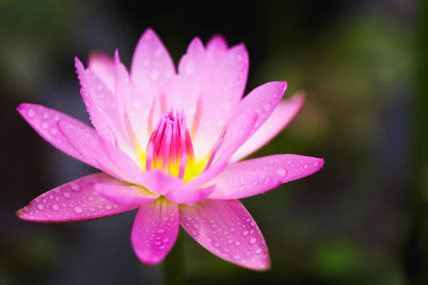 Flor de lótus rosa — Fotografia de Stock