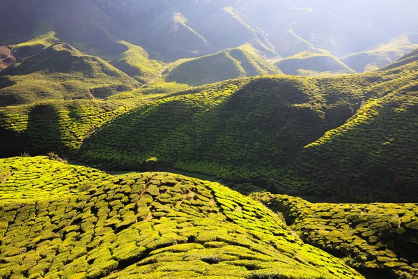 Plantação de chá pela manhã — Fotografia de Stock