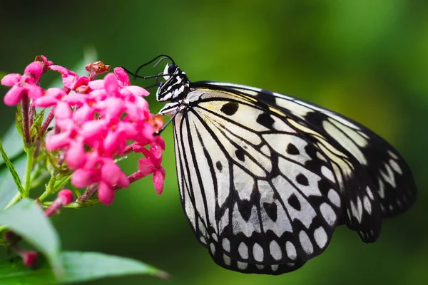 तितली — स्टॉक फ़ोटो, इमेज