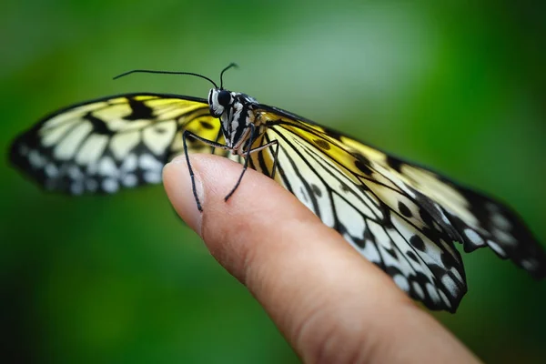 तितली — स्टॉक फ़ोटो, इमेज