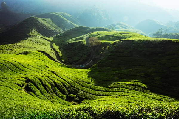 Plantação de chá pela manhã — Fotografia de Stock