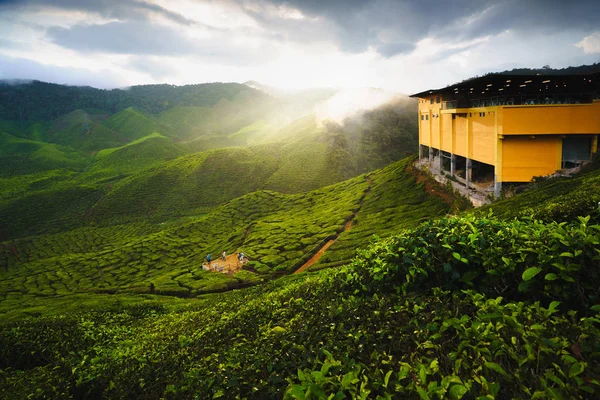 Plantação Chá Cameron Highlands Malásia — Fotografia de Stock