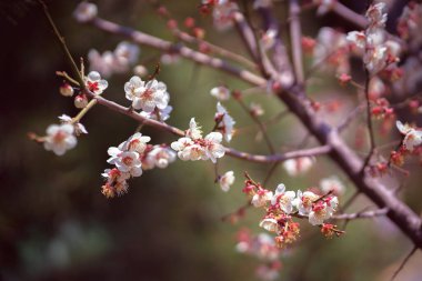 Yakın plan doğa arka planında kiraz çiçekleri