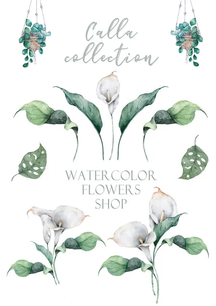 Ilustração Com Calla Aquarela Mão Desenhada — Fotografia de Stock