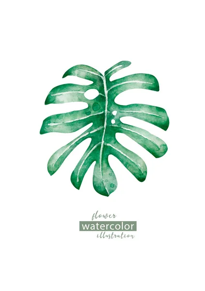 Aquarela Floral Sobre Fundo Branco Licença Selva Folha Palma Ilustração — Fotografia de Stock