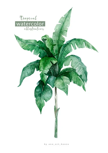 Akvarel Květinové Bílém Pozadí Džungle Odchází Palmový List Podobné Ilustrační — Stock fotografie
