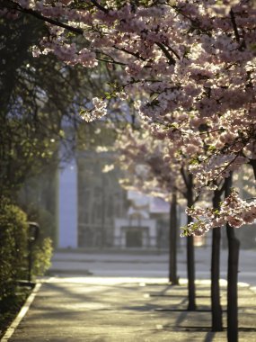 Sakura kaldırımda çiçek açıyor.