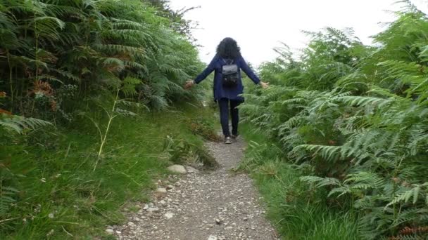 Hiker walking the path between huge ferns — Stock Video