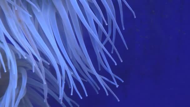 Anemonia viridis синий расслабляющий фон — стоковое видео