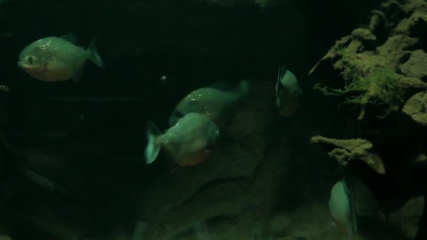 Piranha fisken i akvariet — Stockvideo