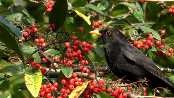 Black bird eating red berries — Stock Video