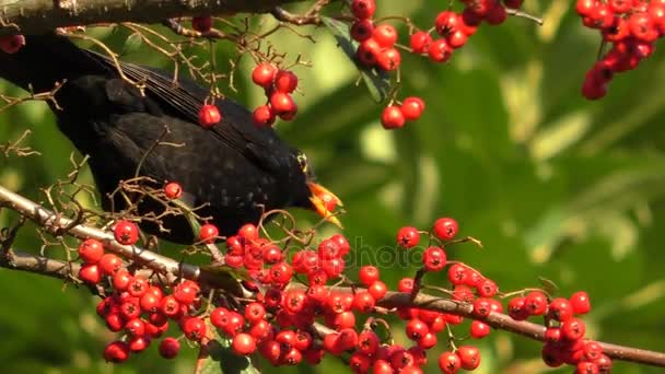 Pássaro negro comendo e cagando — Vídeo de Stock