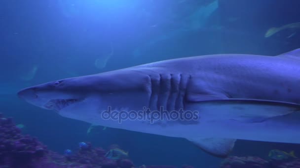 Акула за стеклом — стоковое видео