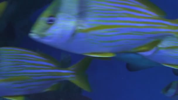 黄色のストライプの魚とサメ — ストック動画