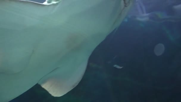 Requin zèbre, poissons raies et personnes dans l'aquarium 