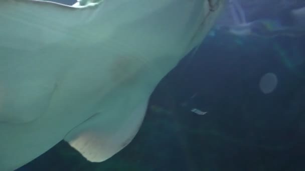 Tiburón cebra, peces rayas y personas en el acuario — Vídeo de stock