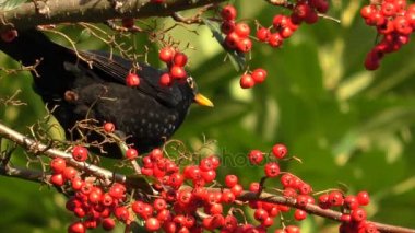 Blackbird çilek kaka yiyor ve uçar