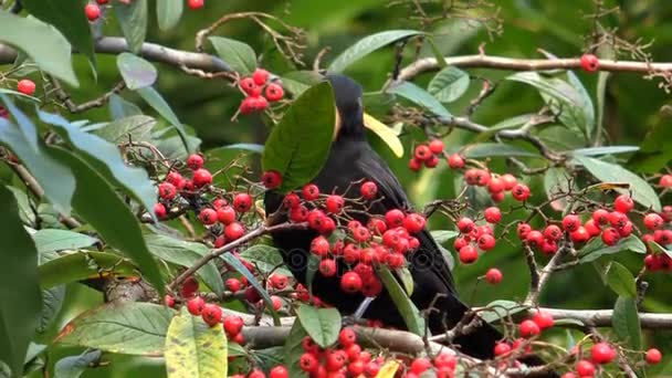 Pássaro negro comendo bagas vermelhas — Vídeo de Stock