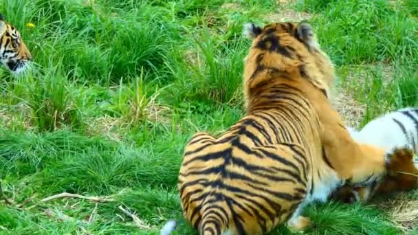 Male tiger playing with his two cubs — Stock Video