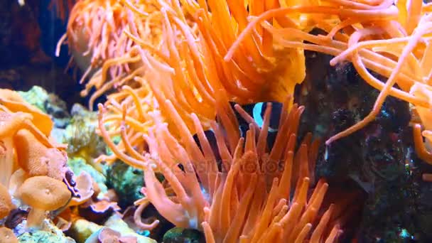 Deniz anemone clownfish ve mantar — Stok video