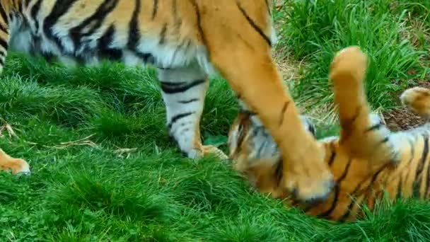 Tigre et son petit jouant — Video