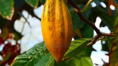 Kakao pod ağaç üzerinde kapat