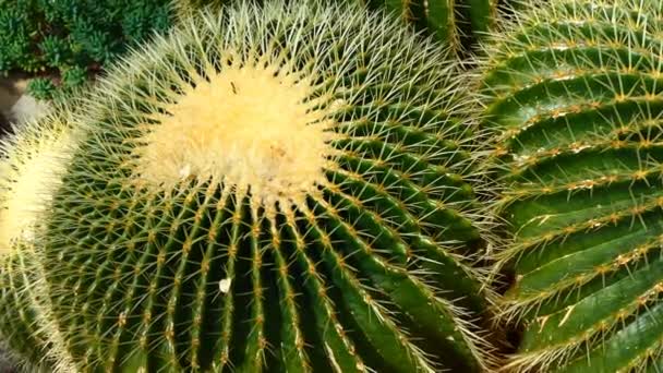 Cactus Echinocactus grusonii zoom in — Vídeo de Stock