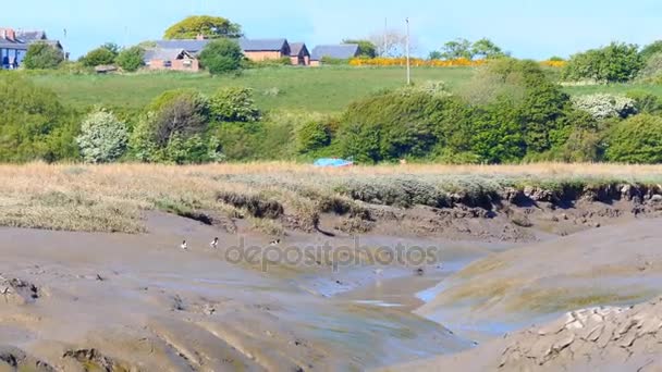 Couple of common shelducks on estuary — Stock Video