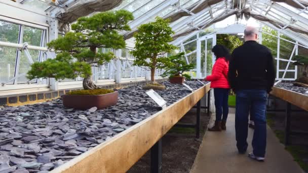 Gente viendo árboles bonsái — Vídeo de stock