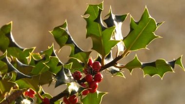 Holly çalı kırmızı meyveler yakın çekim