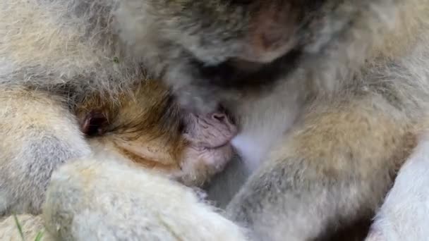 Barbarijse Makaak Monkey Baby Van Haar Moeder Zuigen Terwijl Zorgvuldig — Stockvideo
