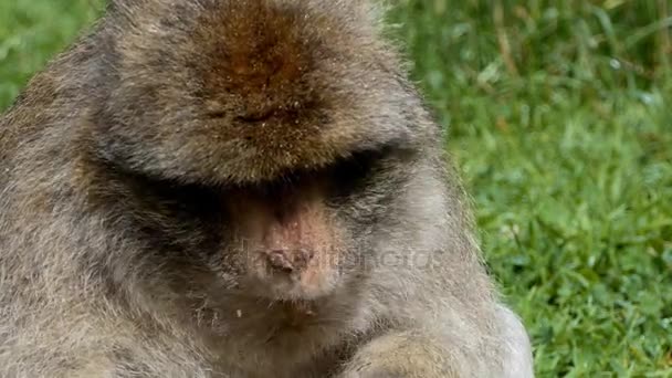 Zbliżenie Magot Macaca Sylvanus Małpa Mężczyzna Siedzi Trawie Odkryty Jedzenie — Wideo stockowe