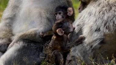 Dört Berberi şebeği, güneş altında çimlerde oturan iki küçük bebek Macaca Sylvanus maymunlar maymunlarla ailesinin yakın çekim