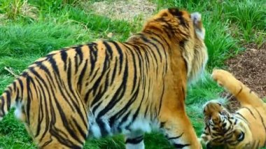 Erkek yetişkin Tiger ile onun iki yavrularını çimenlerin üzerinde oynamaya yakın çekim