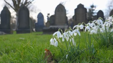 Eski bir İngiliz mezarlıkta baharda çiçek açan çiçekler taze beyaz kardelen (Galanthus nivalis) closeup; içinde belgili tanımlık geçmiş bulanık cam mamuller